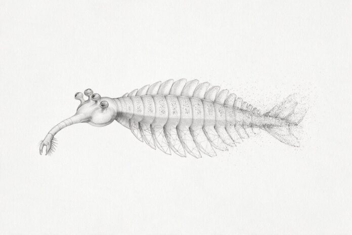 Illustrazione monocromatica a puntini di Opabinia, animale cambriano a corpo molle con cinque occhi peduncolati e una lunga proboscide prensile