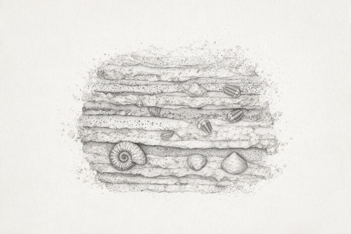 Illustrazione monocromatica a puntini di una sezione di strati sedimentari sovrapposti, con conchiglie e trilobiti fossili inclusi a livelli diversi